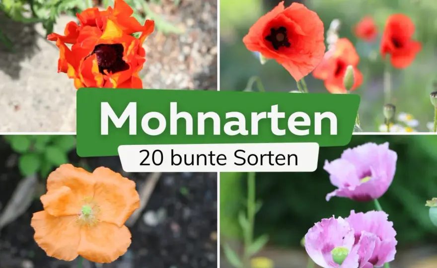 Mohnblumen Farben - Mehr als nur Rot! Dein Guide für den Garten