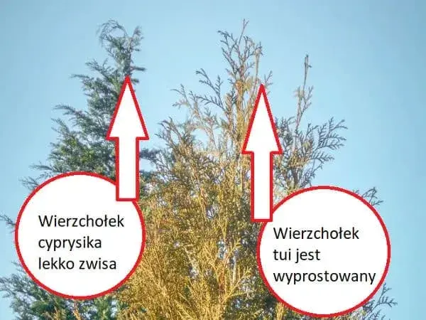 Kiedy przesadzać tuje, aby uniknąć ich usychania i stresu?
