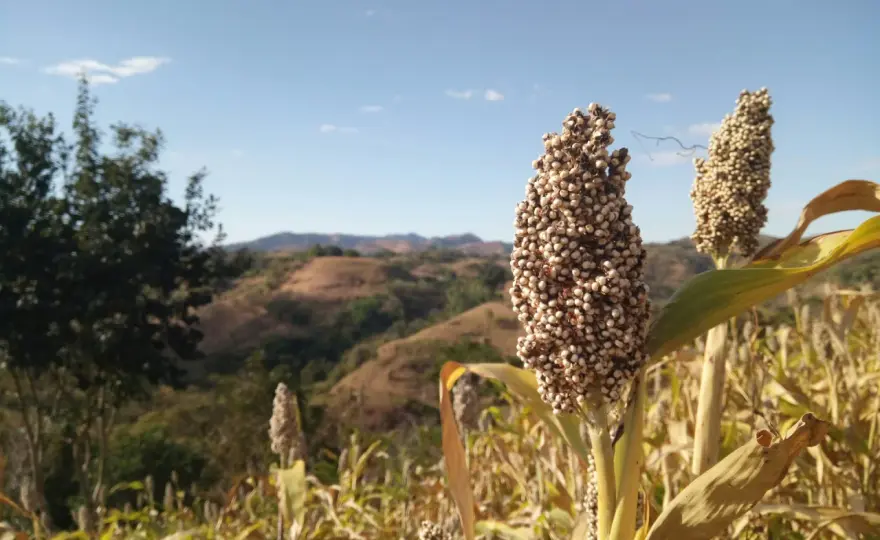 Sorgo - co to jest i jak wykorzystać je w kuchni?