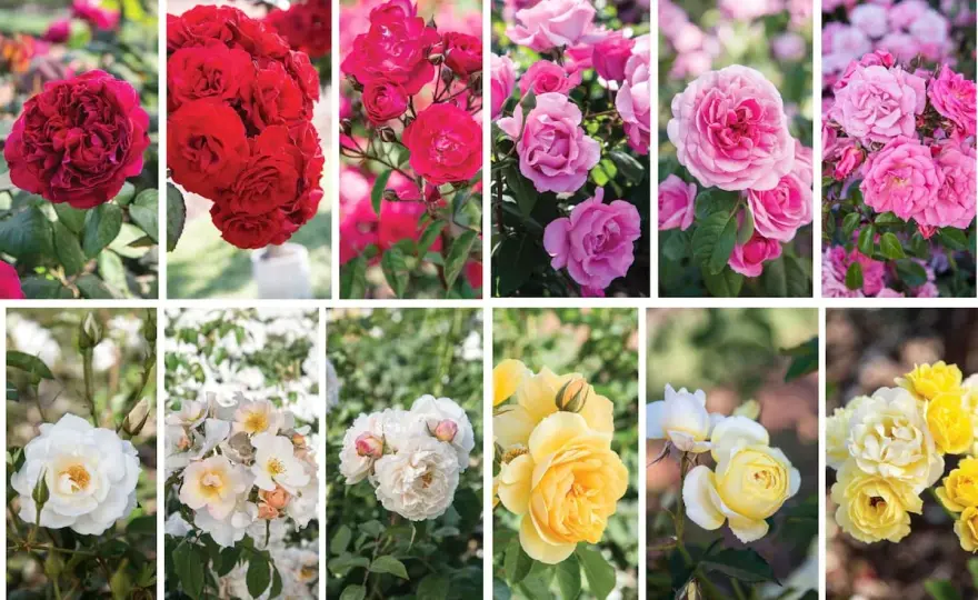 Tipos de Rosas - Elige la Ideal para Tu Jardín