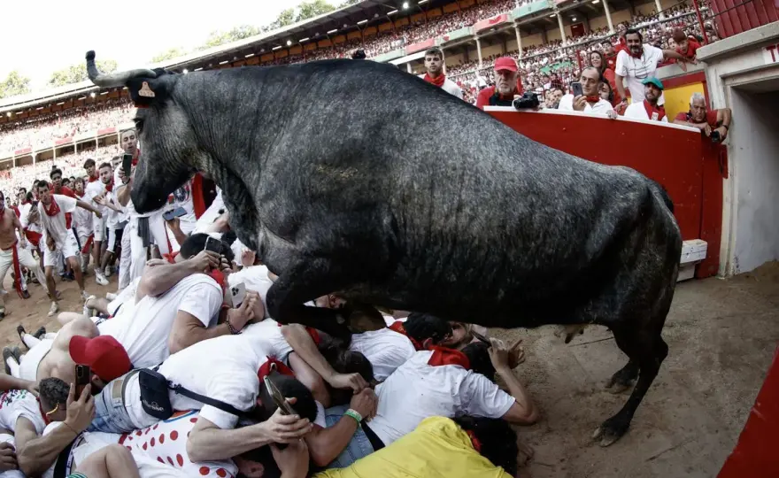 Chiqueros de toros - ¿Qué son y por qué son cruciales?