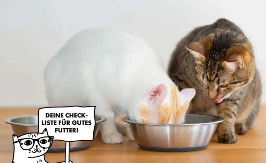 Katzenfutter richtig wählen - was wirklich in den Napf gehört