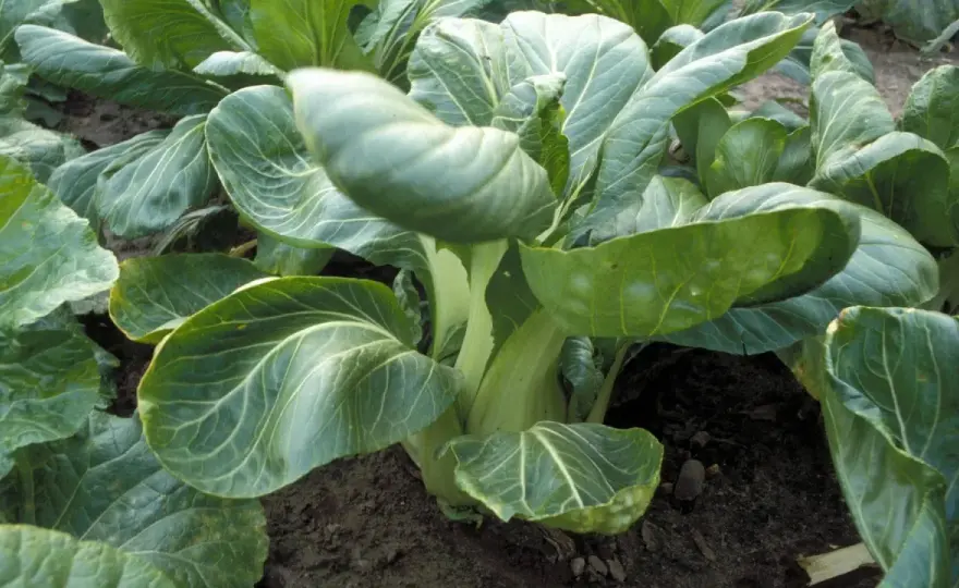 Pak Choi anbauen - So gelingt die Ernte im Beet & Kübel!