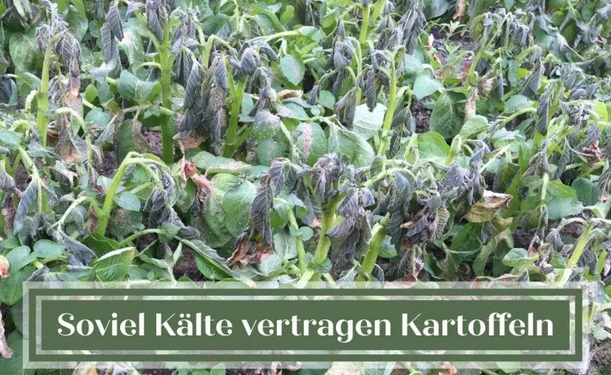Kartoffeln vor Frost schützen - So bleiben sie gesund!