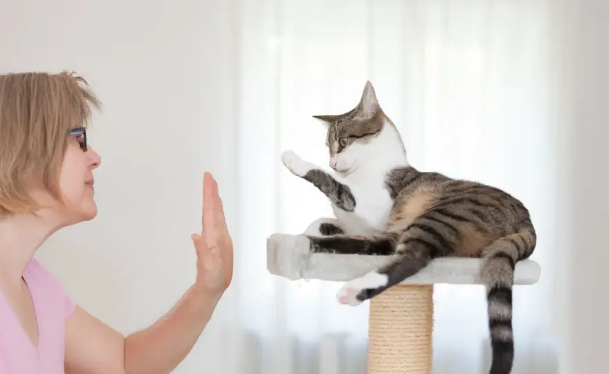 Adiestrar gatos - ¿Funciona? Guía para una convivencia feliz