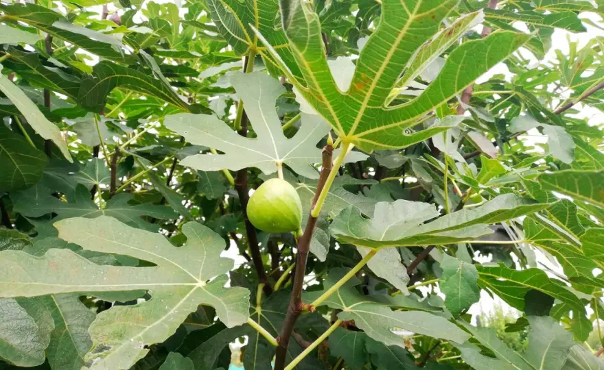 Mosca del fico, come riconoscerla e difendere i frutti