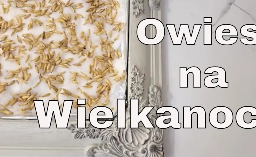 Kiedy siać owies na Wielkanoc, aby cieszyć się świeżymi zbiorami