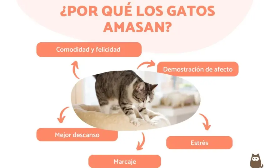 ¿Por qué tu gato amasa? Descifra este misterio felino