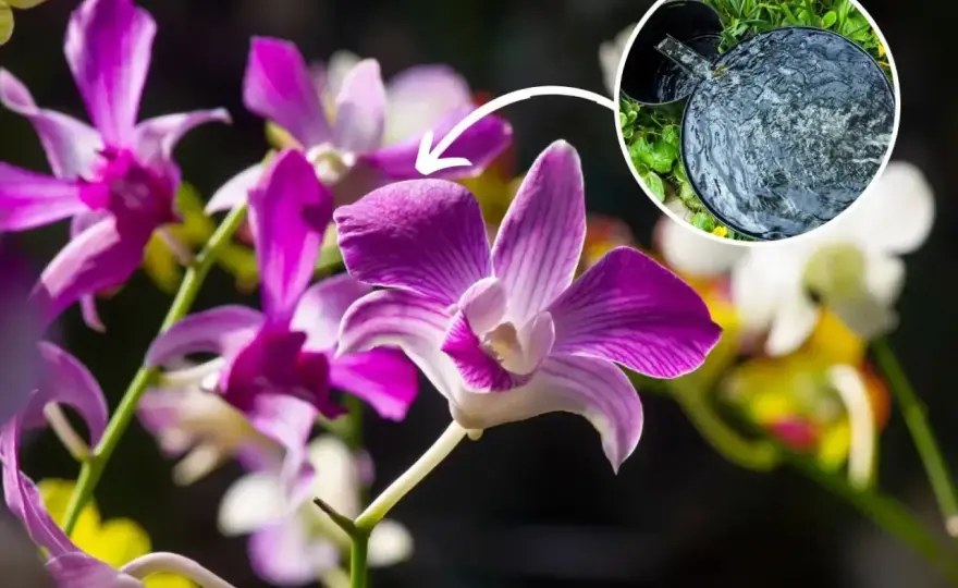 Dendrobium nobile - jak sprawić, by kwitło? Poradnik uprawy