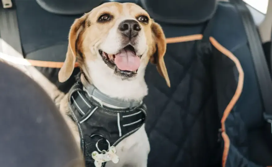 Hund im Taxi - So klappt die Fahrt stressfrei und sicher