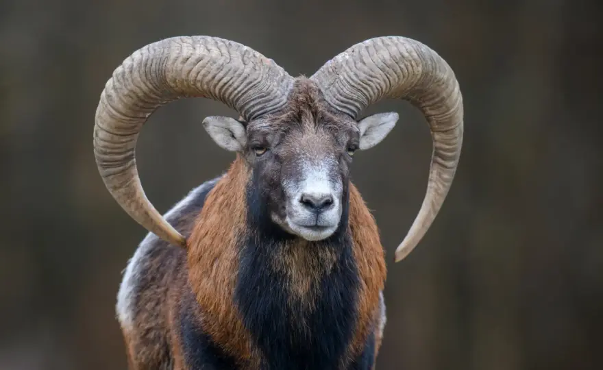 28 grudnia znak zodiaku - Poznaj cechy i charakter Koziorożca
