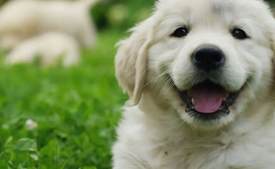 Idealne imię dla golden retrievera: 100+ inspiracji i porad