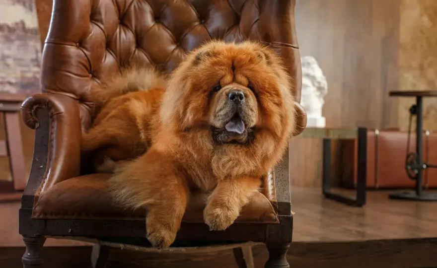 Ile żyje chow chow i co naprawdę wpływa na jego długowieczność?
