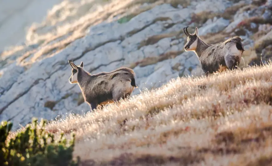 Durmitor Nationalpark in Montenegro - Reisetipps für Naturfans