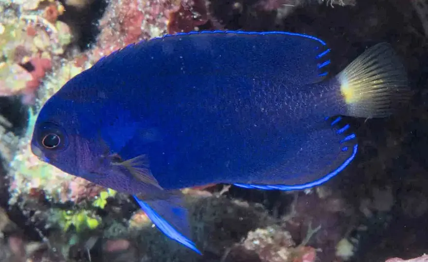 Pez Ángel Marino - Guía Completa para tu Acuario