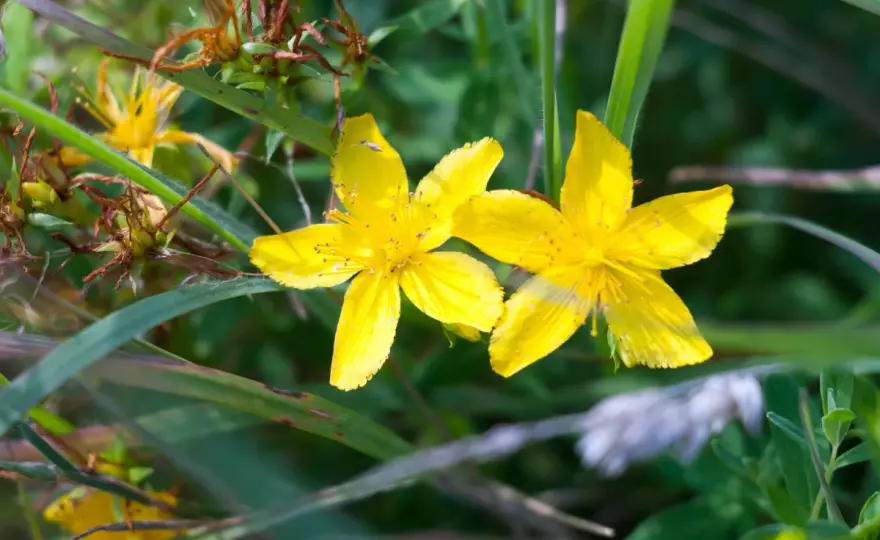 Iperico in fiore - usi, raccolta e interazioni da conoscere