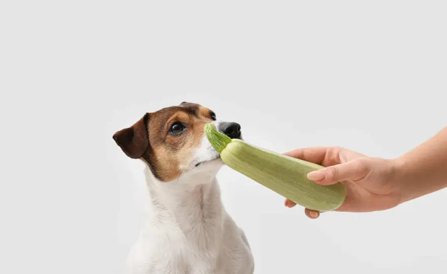 Zucchini für Hunde - sicher füttern und richtig dosieren
