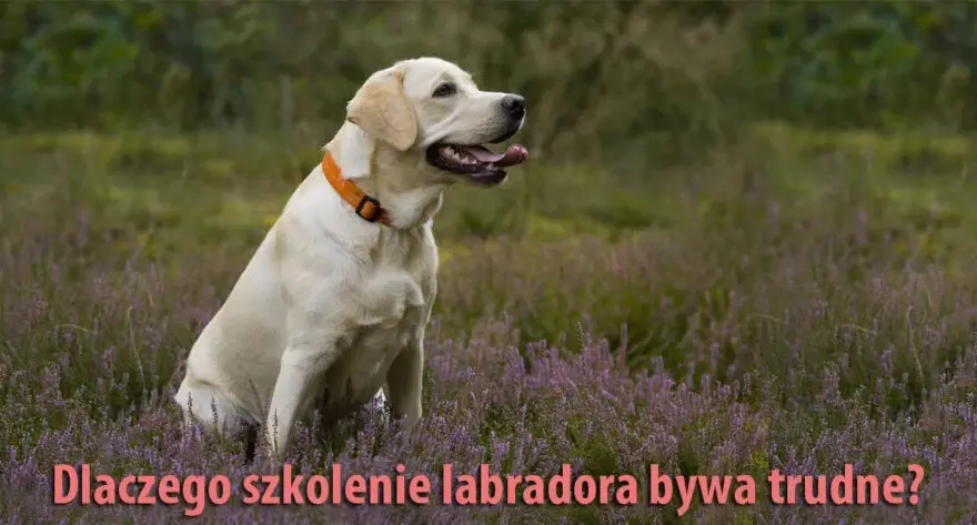 Tresura Labradora: Praktyczny Przewodnik Krok po Kroku
