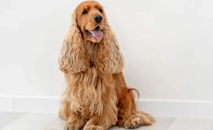 Cocker spaniel: angielski czy amerykański? Wybierz idealnie!