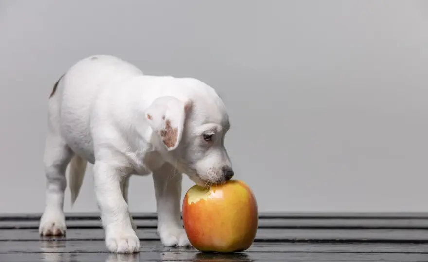 Manzana para perros - ¿Es segura? Guía completa para dársela bien