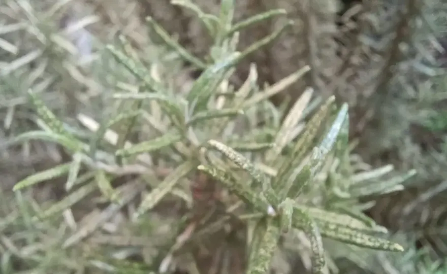 Rosmarino con foglie gialle? Cause e rimedi per salvarlo