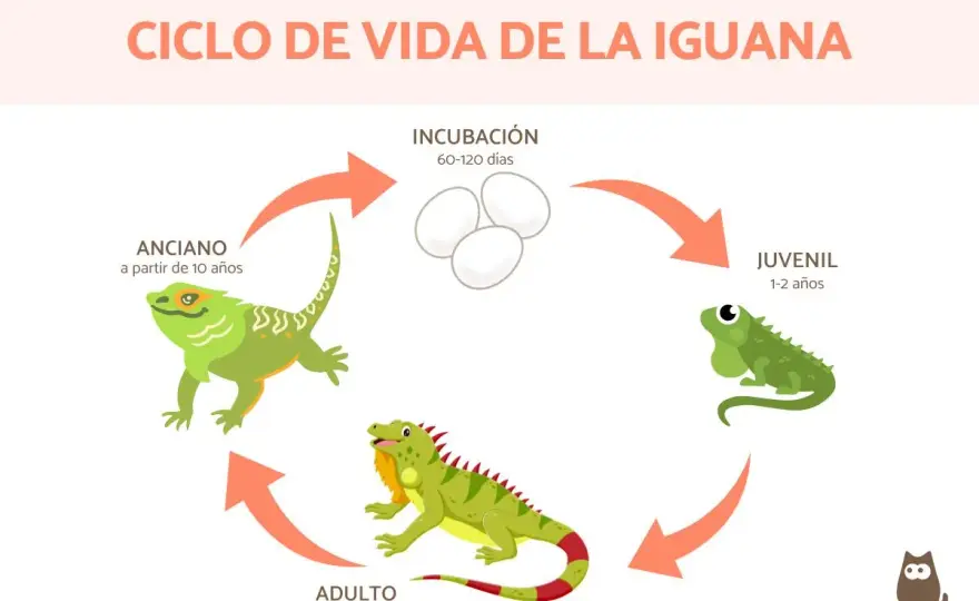 ¿Cuánto vive una iguana? Claves para una vida larga
