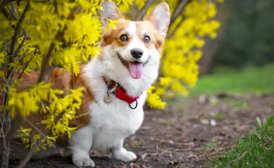 Corgi pies królowej - charakter, opieka i zdrowie