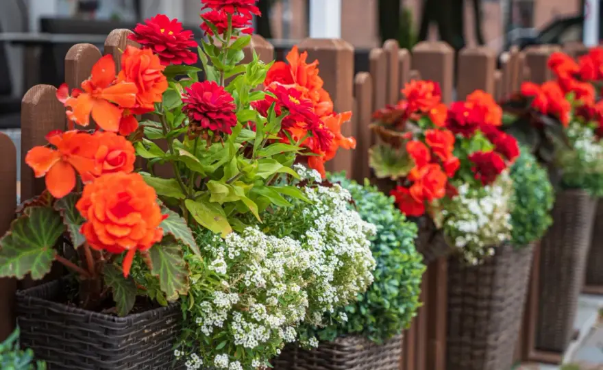 Begonia na balkon - jak posadzić i pielęgnować?
