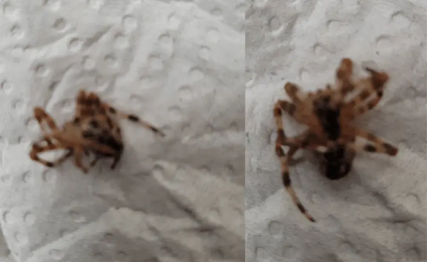 Är korsspindeln farlig? Gift, bett och egenvård