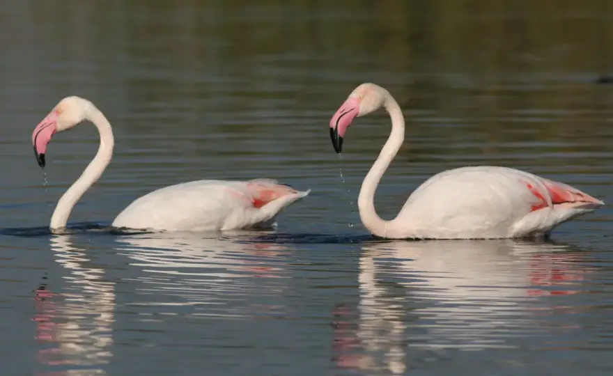 Dlaczego flamingi są różowe? Poznaj sekret ich diety