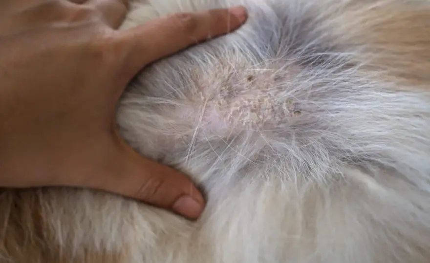 Canine Ichthyosis - Is It Just Dry Skin? Vet's Guide