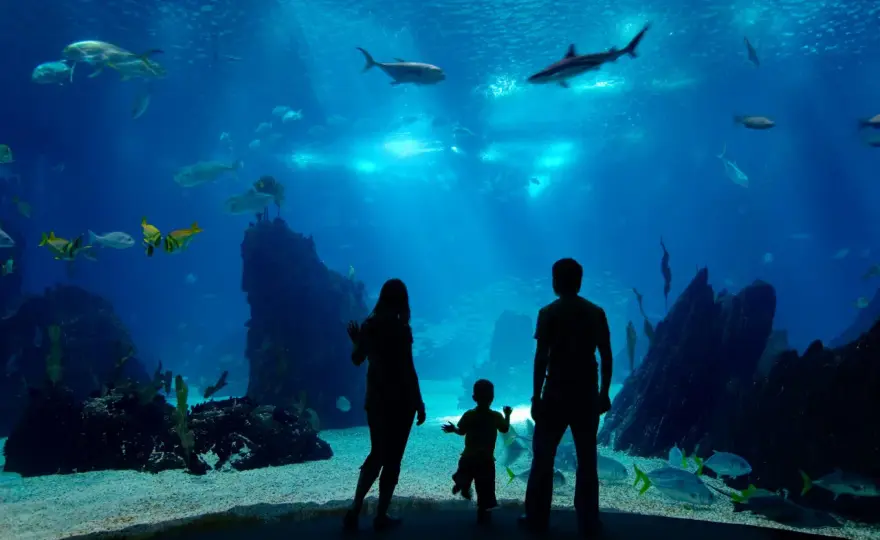 Najlepsze oceanaria w Polsce: odkryj tajemnice zoo oceanarium