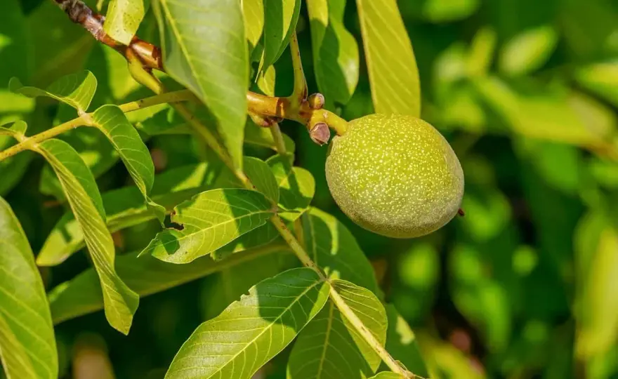 Walnussbaum im Garten - welche Nachteile wirklich zählen