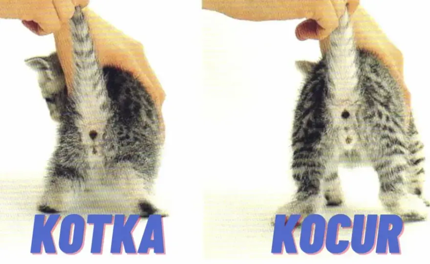 Kot czy kotka: Kluczowe różnice w charakterze, zdrowiu i kosztach