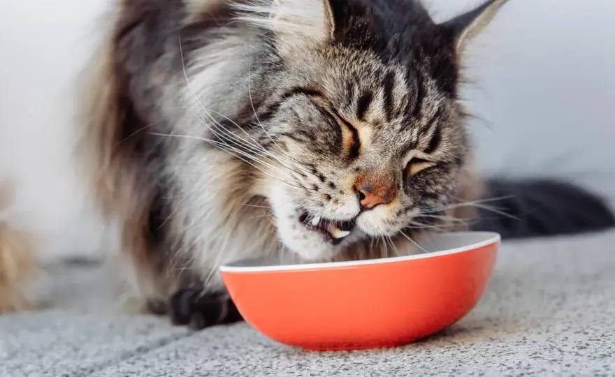Maine Coon - Alimentation idéale pour un chat en pleine forme