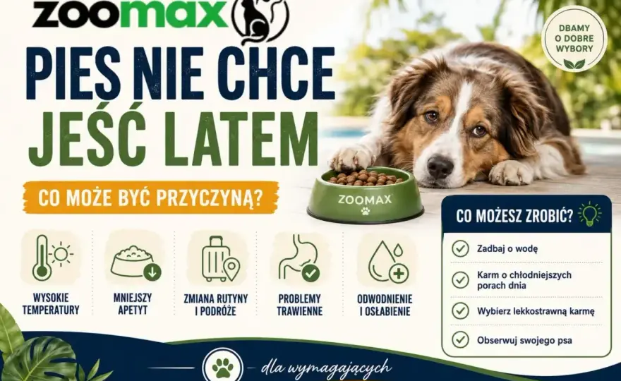 Szczeniak nie chce jeść? Kiedy do weterynarza - Poradnik