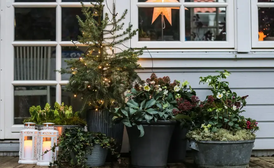 Julblommor i kruka - Så får du dem att hålla längre
