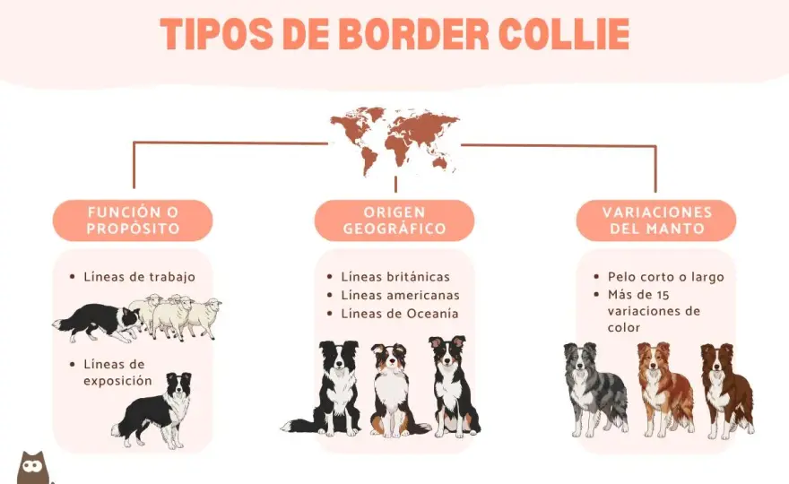 Tipos de Border Collie: ¿Cuál elegir y por qué?