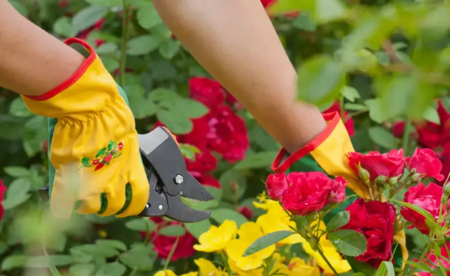 Couper les roses fanées - Le guide pour une floraison parfaite