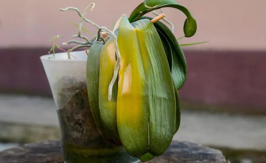 Orchidée qui ne fleurit plus - Les 5 clés pour la relancer