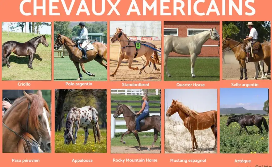 Cheval américain - Quel type choisir ? Guide complet