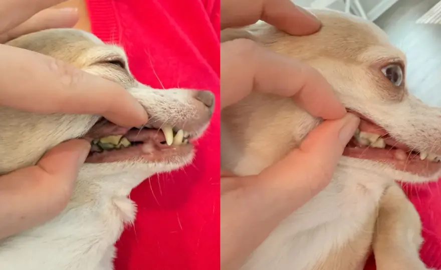 Dog Teeth Cleaning - What Actually Works?