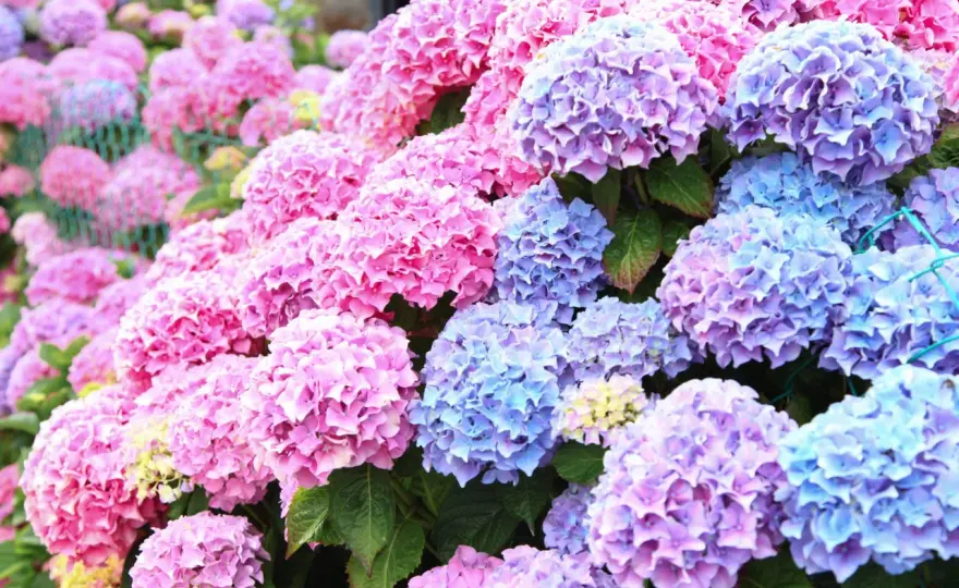 Hortensior i svensk trädgård - välj rätt sort från början