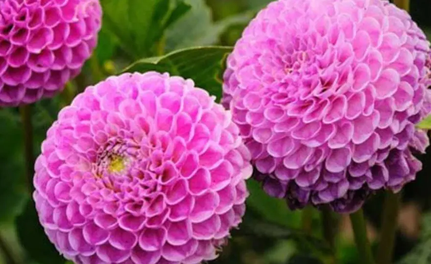 Fleurs à semer en avril - Maximisez votre floraison estivale