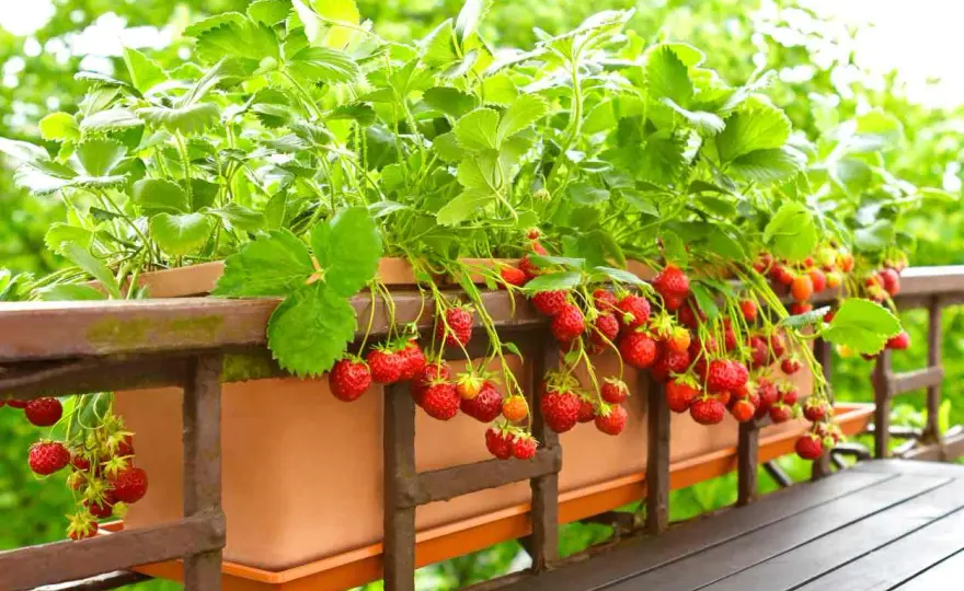 Fraisier remontant - Récoltez des fraises toute la saison !