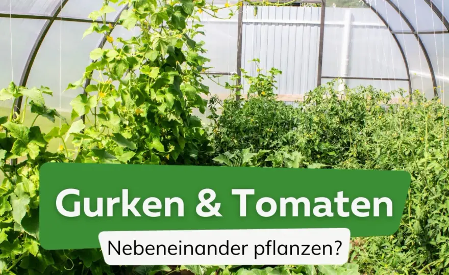 Tomaten & Gurken zusammen pflanzen? So geht's richtig!