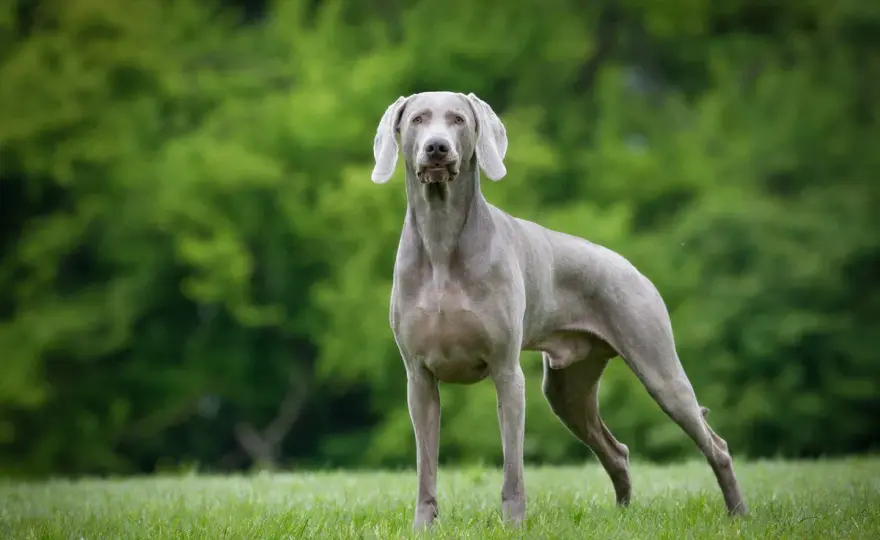 Weimaraner im Alltag - was die Rasse wirklich braucht