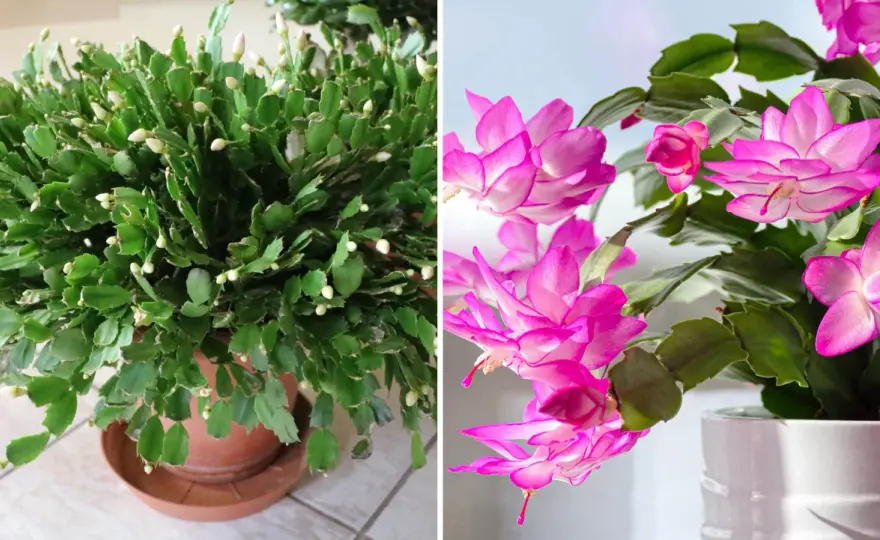 Kaktusblomma - så får du fler knoppar och längre blomning