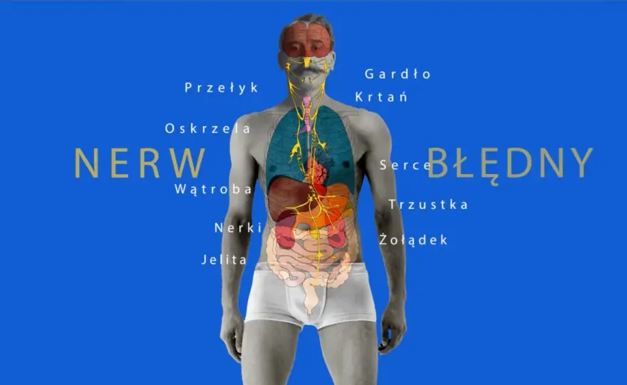 Nerw błędny - co łączy gardło, serce i jelita?