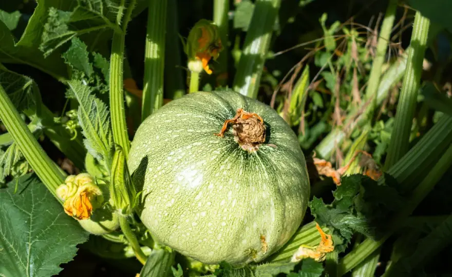 Courgette de Nice - semis, entretien et récolte réussis